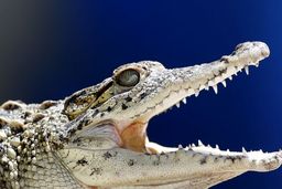 مردی که قرنطینه کرونا را شکست، طعمه تمساح شد