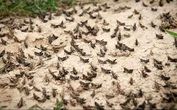 موج جدید ریزش ملخ صحرایی از هفته آینده