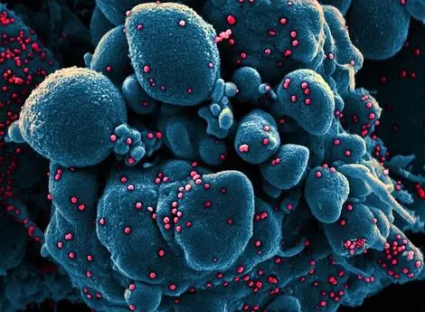 تکذیب حفر گورهای دسته جمعی، تهدید فعالان فضای مجازی و ۳ شایعه کرونایی دیگر