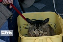 تکذیب شد: انتقال کرونا از طریق حیوانات خانگی