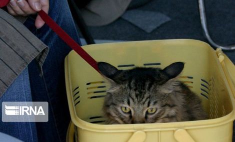 تکذیب شد: انتقال کرونا از طریق حیوانات خانگی