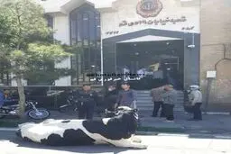 گاو به جای قسط بانک!