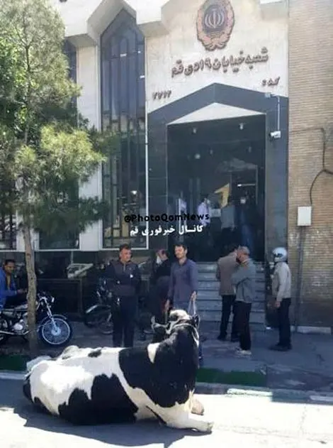 گاو به جای قسط بانک!