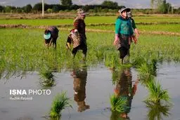 کشاورزان تب شالیزار را با کرونا اشتباه نگیرند!