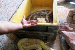 تخم گذاری یک مار پیتون برای اولین بار در قزوین