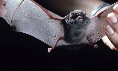 کشف ۶ نوع دیگر کروناویروس در خفاش