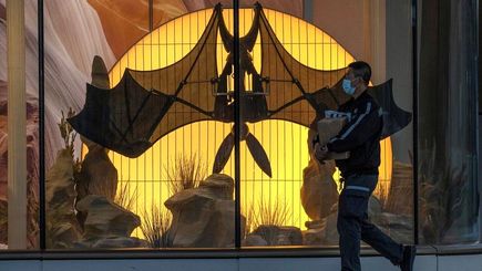 سازمان جهانی بهداشت: منشا کرونا به احتمال زیاد خفاش‌ها بوده‌اند، نه دستکاری آزمایشگاهی