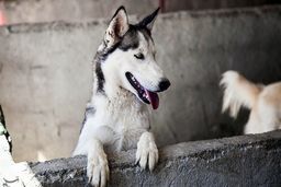 آموزش سگ‌ها برای شناسایی بیماران کرونایی!