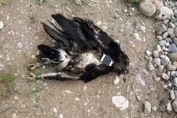 برق‌گرفتگی جان عقاب خالدار در معرض انقراض را گرفت