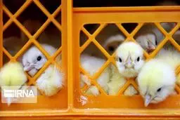 رییس انجمن تولیدکنندگان جوجه یکروزه: کمبود نهاده علت اصلی معدوم‌سازی جوجه‌های یک‌روزه