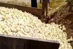 ۳ میلیون قطعه جوجه در ماه در کشور معدوم می‌شود