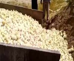 ۳ میلیون قطعه جوجه در ماه در کشور معدوم می‌شود