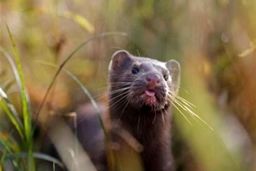 پس از گربه‌ها و ببرها این بار “راسوها” هم به کرونا مبتلا شدند!