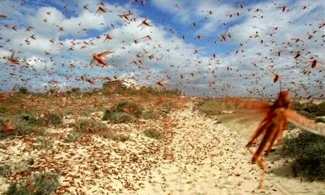 سخنگوی سازمان حفظ نباتات خبر داد: گله‌های ملخ ۷ استان را آلوده کردند/ حجم گسترده‌تری از آفت ملخ صحرایی وارد ایران می‌شود
