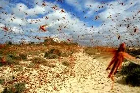 سخنگوی سازمان حفظ نباتات خبر داد: گله‌های ملخ ۷ استان را آلوده کردند/ حجم گسترده‌تری از آفت ملخ صحرایی وارد ایران می‌شود