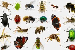 حشرات ناقل نه اما عامل جابه‌جایی کرونا هستند