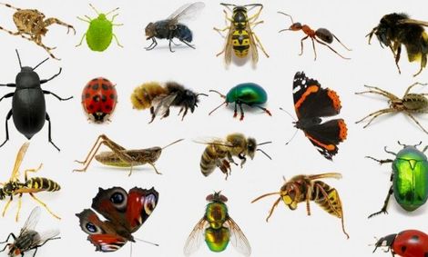 حشرات ناقل نه اما عامل جابه‌جایی کرونا هستند