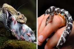 مار‌ها چه فایده‌ای برای انسان‌ها دارند؟