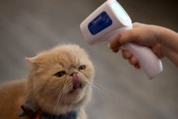 نتایج یک تحقیق جدید: گربه‌ها ویروس کرونا را به یکدیگر منتقل می‌کنند