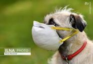 فاصله گذاری اجتماعی در حیوانات نیز باید رعایت شود