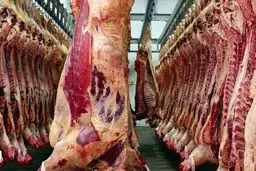 بازار گوشت در رکود به سر می‌برد؛ نرخ هر کیلو شقه گوسفندی ۱۰۰ هزار تومان