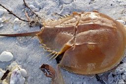 وجود خرچنگ نعل اسبی در ایران تکذیب شد