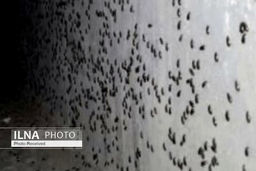 موج دوم حمله سوسک‌های سیاه به شهرهای استان قزوین