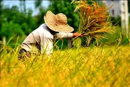 زیان کشاورز ایرانی از نبود الگوی کشت/ منظور از الگوی کشت چیست؟