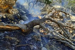 بیش از ۲۰۰ هکتار از جنگل های گچساران در آتش سوخت