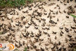 تکذیب ادعای حمله ملخ‌ها به تهران