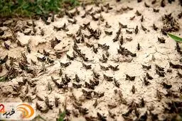 تکذیب ادعای حمله ملخ‌ها به تهران