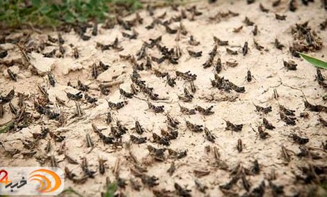 تکذیب ادعای حمله ملخ‌ها به تهران