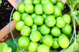 چه کسانی نباید گوجه سبز بخورند؟