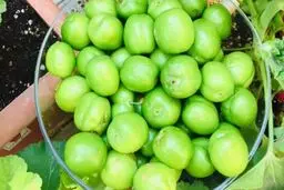 چه کسانی نباید گوجه سبز بخورند؟