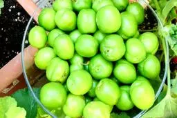 چه کسانی نباید گوجه سبز بخورند؟