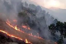 جنگل‌ها امسال ۱۴۵ بار قربانی حریق شدند