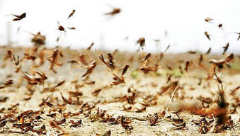 هشدار فائو درباره ملخ‌های صحرایی