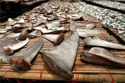حـراج بـاله کوسه در تهــران