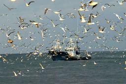 تیراندازی گارد ساحلی عربستان به صیادان بوشهری