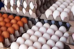 قیمت‌ تخم مرغ از سوی ستاد تنظیم بازار تعیین شد