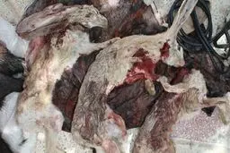 عاملان کشتار خرگوش‌های وحشی در بوشهر شناسایی شدند