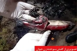 قتل زن جوان با کفش‌های زرشکی / عامل جنایت جسد را به آتش کشید