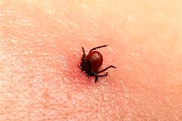 وزارت بهداشت: ابتلای ۳۰ نفر به تب کنگو و فوت ۲ نفر در سال جاری