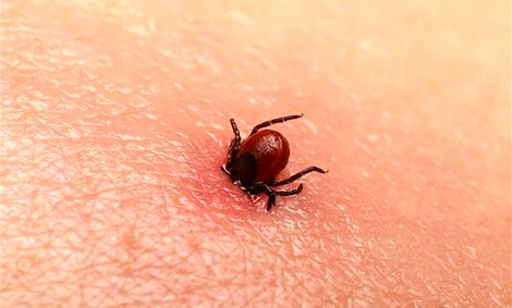 وزارت بهداشت: ابتلای ۳۰ نفر به تب کنگو و فوت ۲ نفر در سال جاری