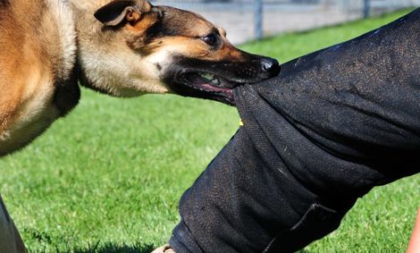 سگ وحشی در کمپ ترک اعتیاد!