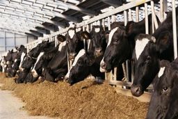 دلیل گرانی گوشت از زبان رییس اتحادیه دامداران