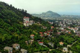 جنگل خواری، به نام وقف!