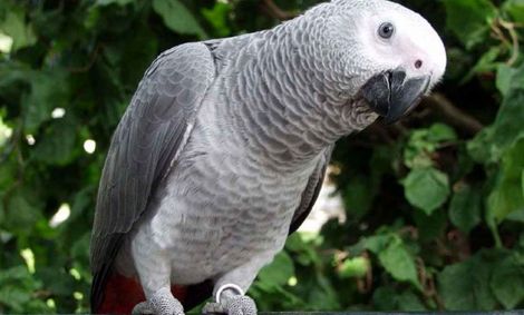 یک طوطی آبروی دانشجویان هاروارد را برد