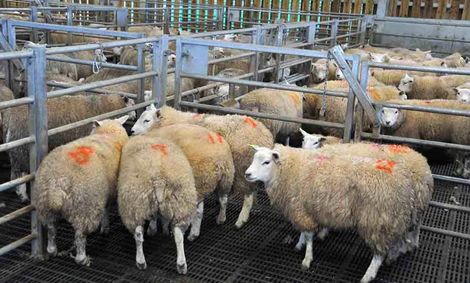 ممنوعیت فروش و ذبح گوسفند در مراکز عرضه دام شهرداری در عید قربان