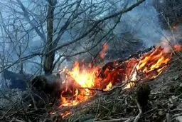 دستگیری ۲ نفر حین آتش زدن عمدی جنگل در گرگان